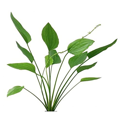 CANTON AQUATICS Grandifolius Rangeri Sword Argentinensis Small