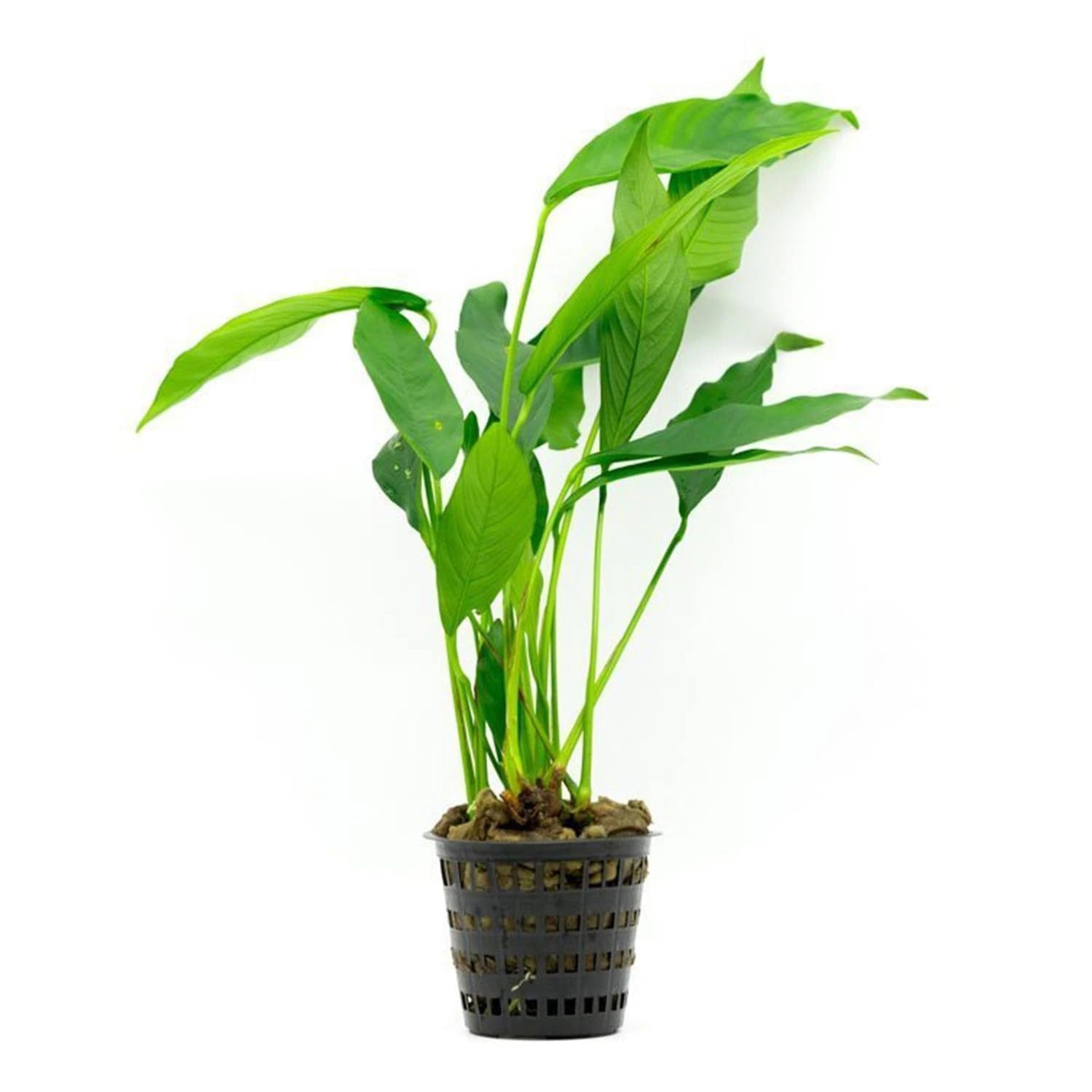 Anubias Frazeri