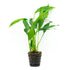 Anubias Frazeri