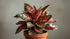 Aglaonema Queen Red Valentine