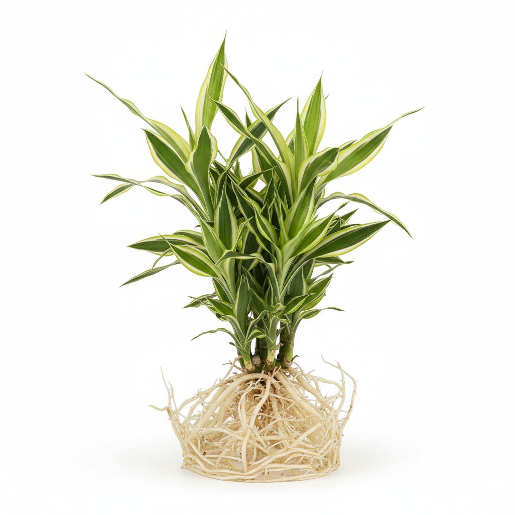 Dracaena Sanderiana Variegated