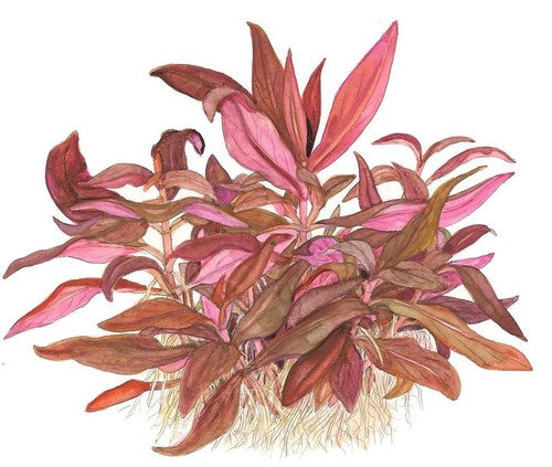 Tropica Alternanthera reineckii Live Aquarium Plant close-up detail