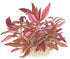 Tropica Alternanthera reineckii Live Aquarium Plant close-up detail