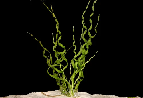 Vesuvius Sword Echinodorus Vesuvius submerged in planted aquarium
