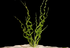 Vesuvius Sword Echinodorus Vesuvius submerged in planted aquarium