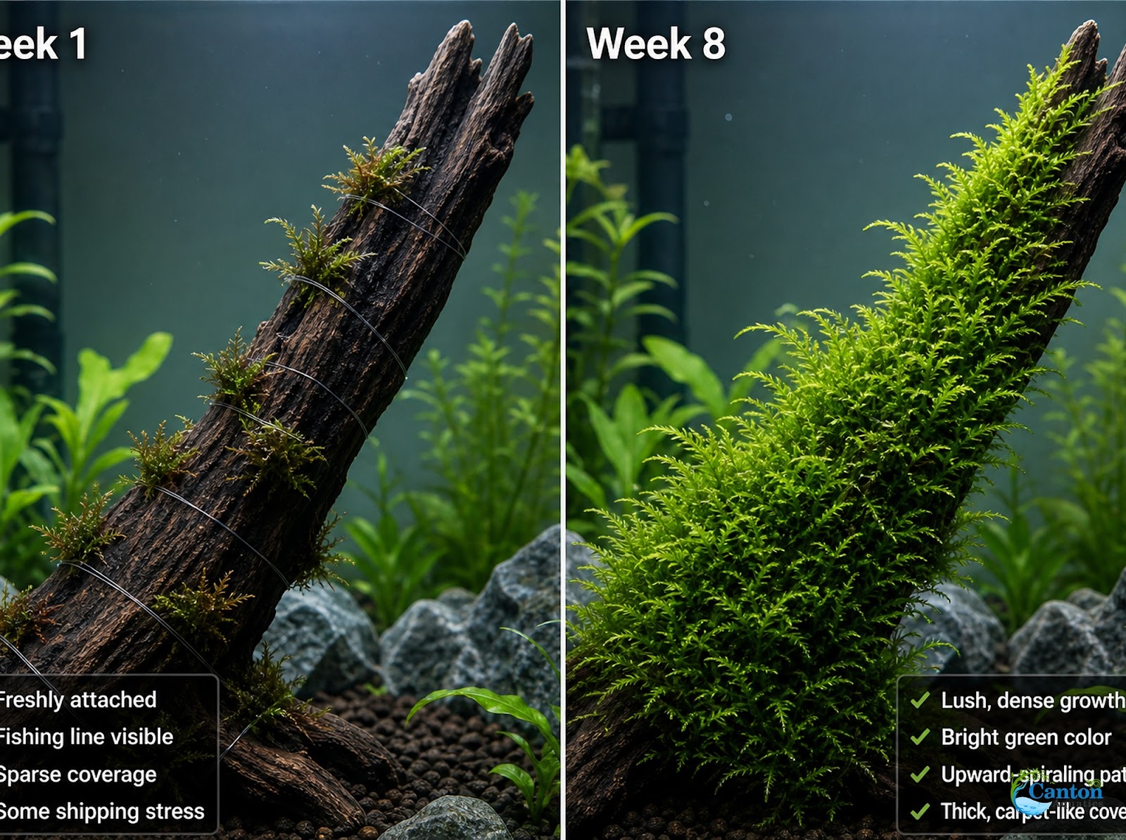 Flame Moss Live Aquarium Plant 3 Pack 4oz Freshwater Moss for Fish Tank from Canton Aquatics