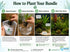 10 Assorted Potted Aquarium Plants Bundle - Image 9 of 10