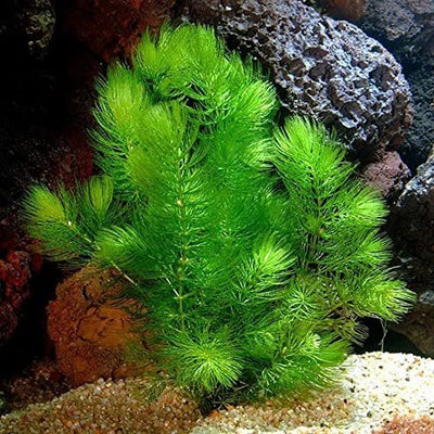 6 Hornwort Coontail Bunches