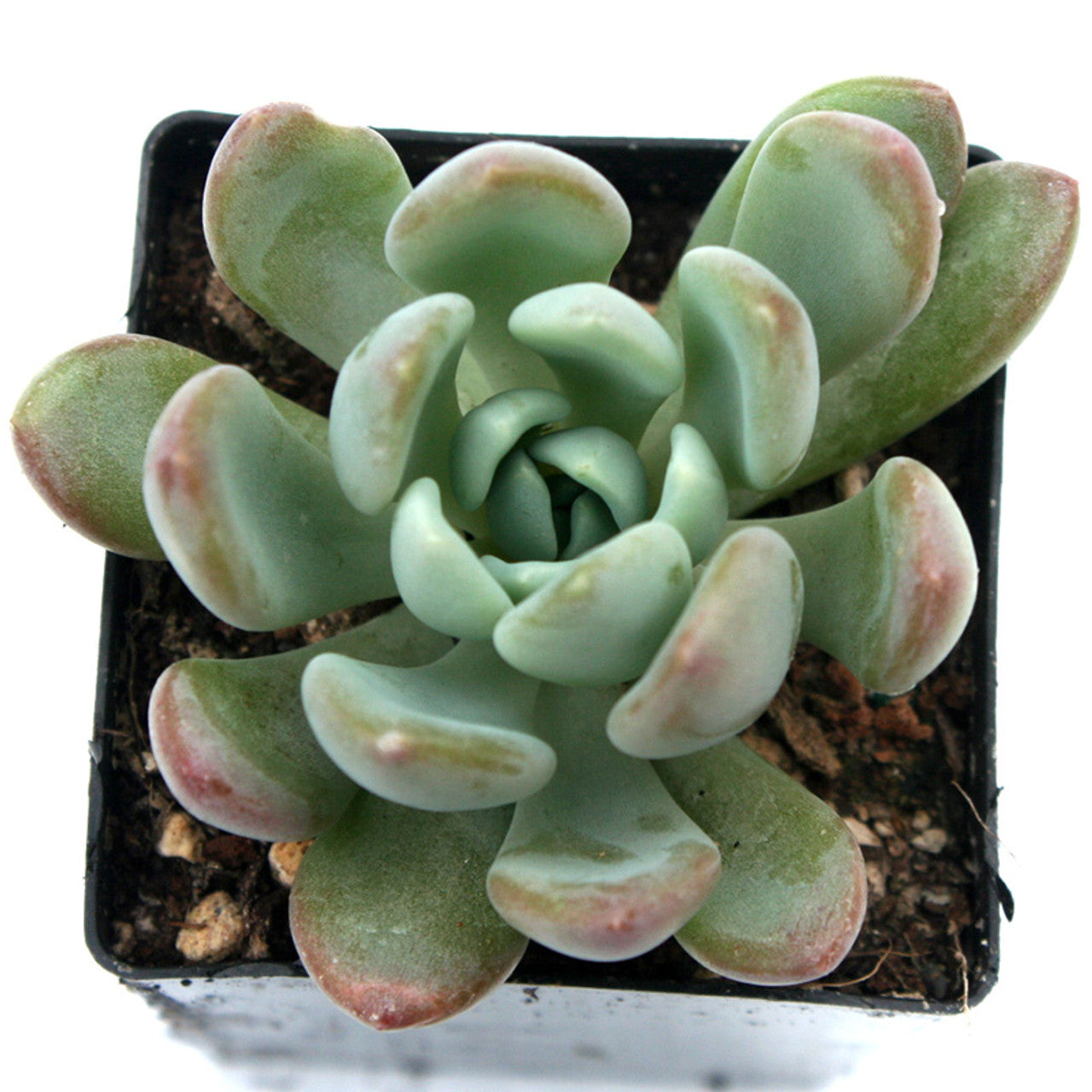 Echeveria Gray Red