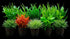 Bright Color Aquarium Plant Bundle – 6 Stunning Live Plants bundle