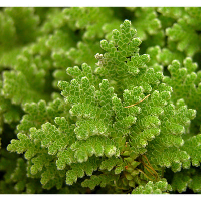 Azolla Filiculoides "Fairy Moss"