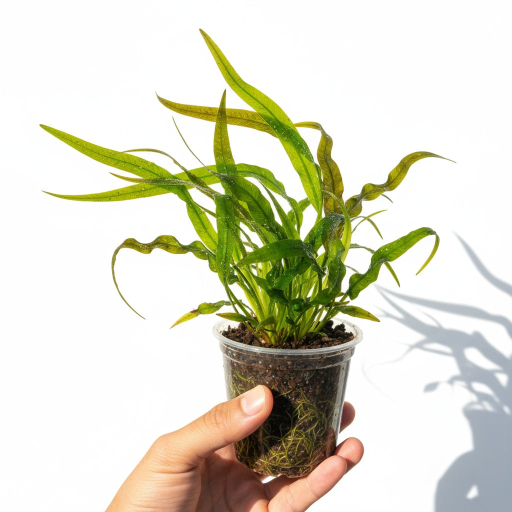 Jungle Vallisneria Asiatica Contortion 3 Plants