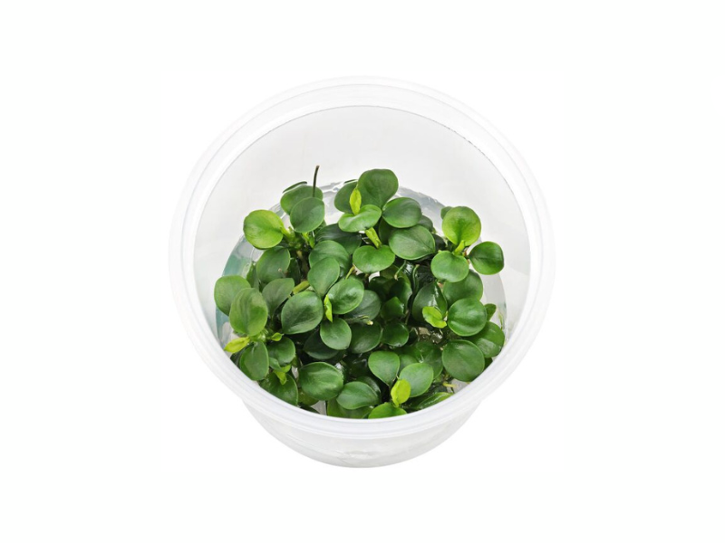 anubias plant seeds Anubias Mini Coin Live Freshwater Aquarium Plant Rare Green! – Canton Aquatics
