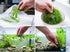 Hornwort Bunch 3-5 Stems live plant specimen