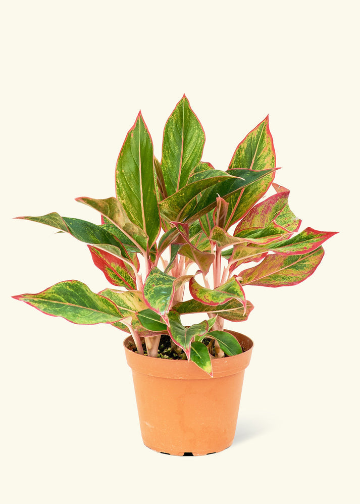 Aglaonema Red Vein