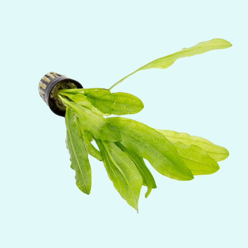 Ruffled Amazon Sword Echinodorus Martii aquatic plant for planted tank