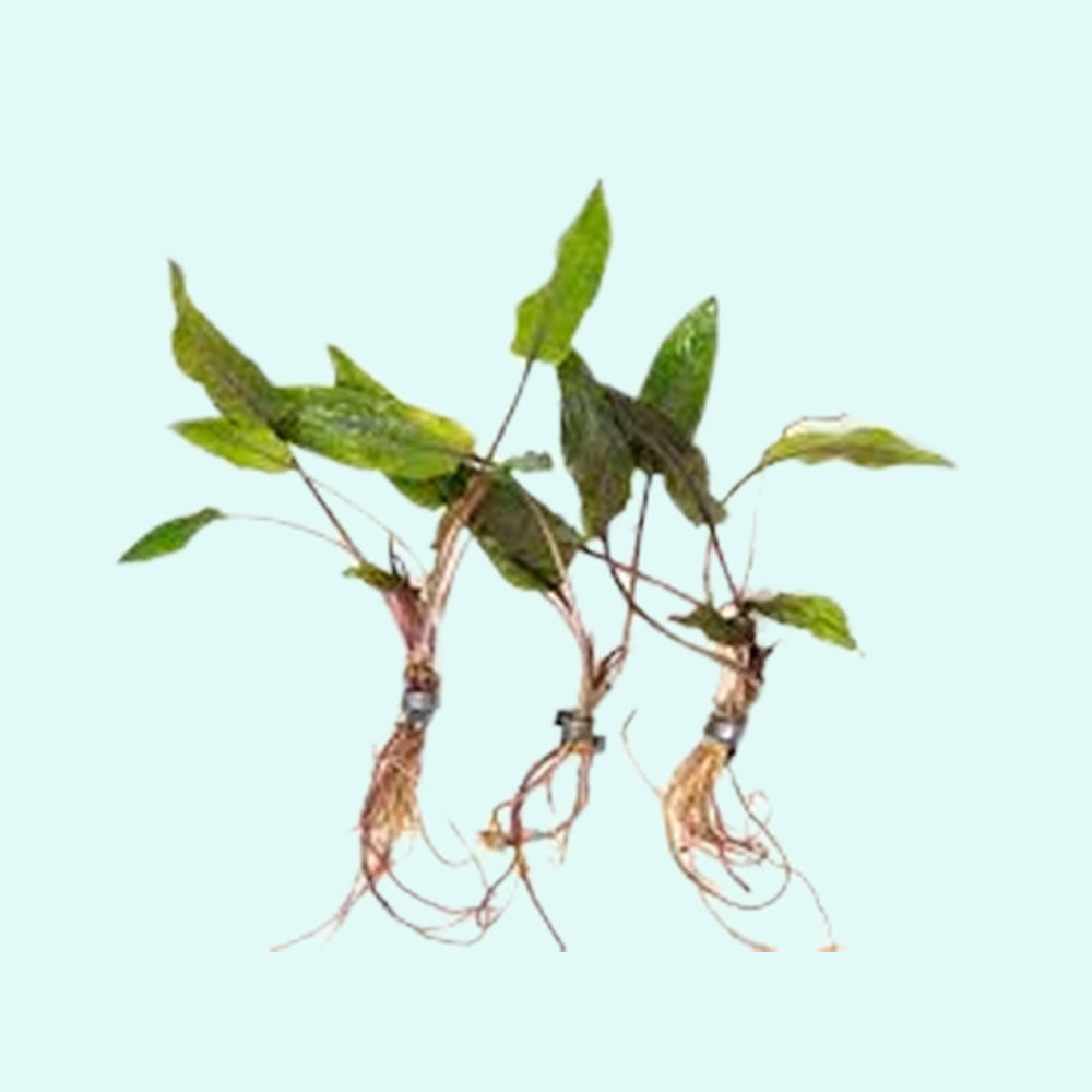Cryptocoryne Wendtii Green