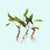 Cryptocoryne Wendtii Green