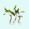 Cryptocoryne Wendtii Green