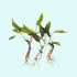 Cryptocoryne Wendtii Green