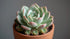 Echeveria Prolifica Succulent