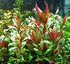 Bright Color Aquarium Plant Bundle aquatic plant for planted tank