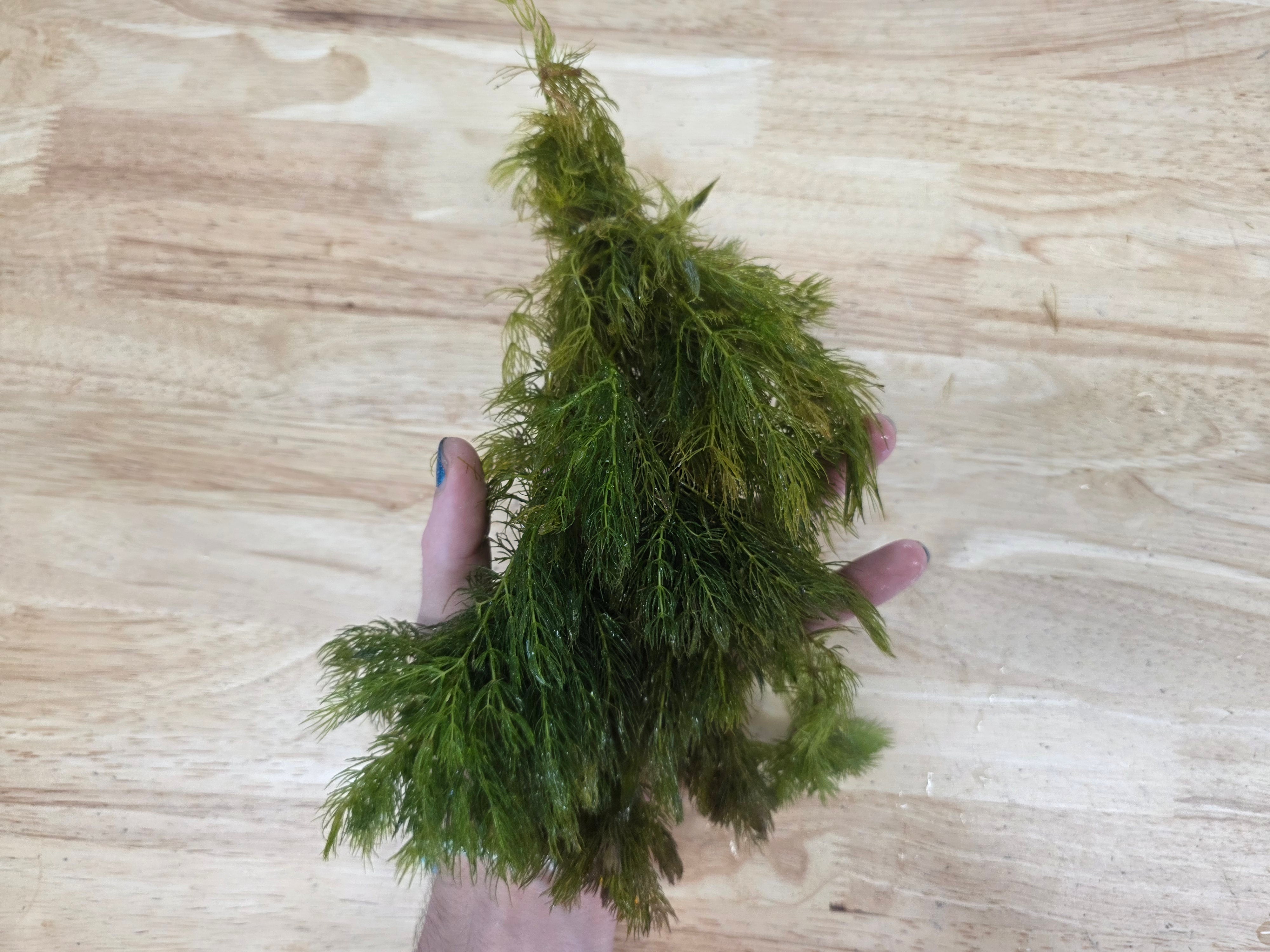 Hornwort Bunch freshwater aquatic plant