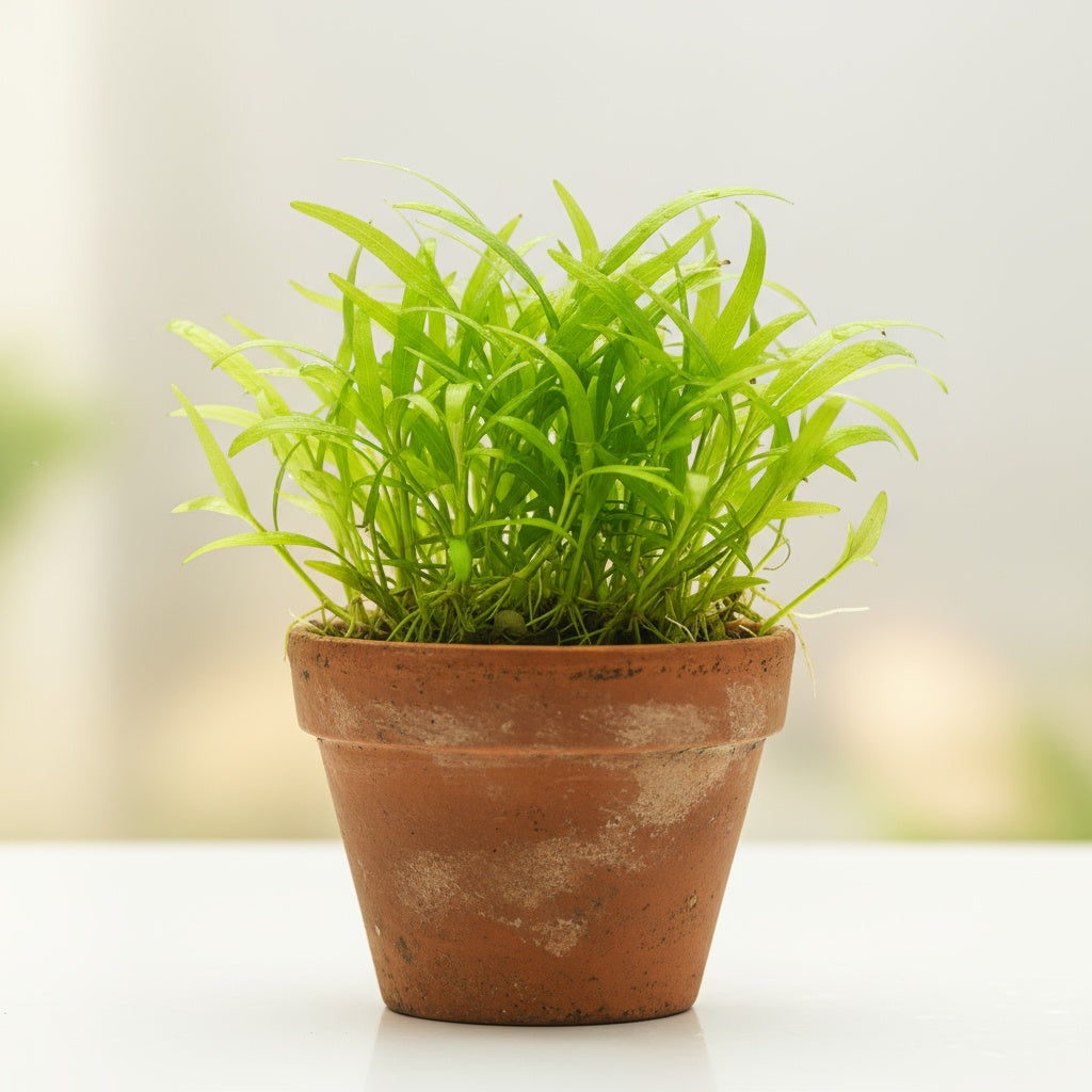 sword plant indoor Chain Sword Narrow Leaf Hellanthium Bolivianum Size: Rooted In 2" Pot Live Aquarium Plants BUY 2 GET 1 Free