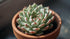 Echeveria Prolifica Succulent