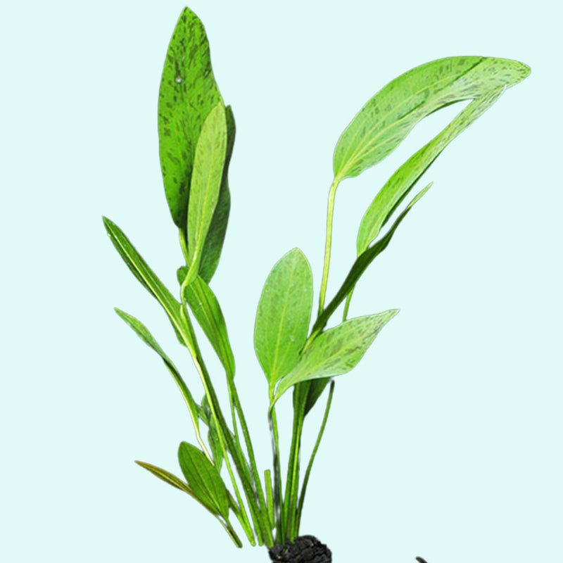 Amazon Sword Green Ozelot (Echinodorus)