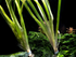 6 Jungle Vallisneria American Val Plants