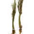 == Hairgrass (Eleocharis Vivipara) Rooted In 2" Pot Live Aquarium Plants==