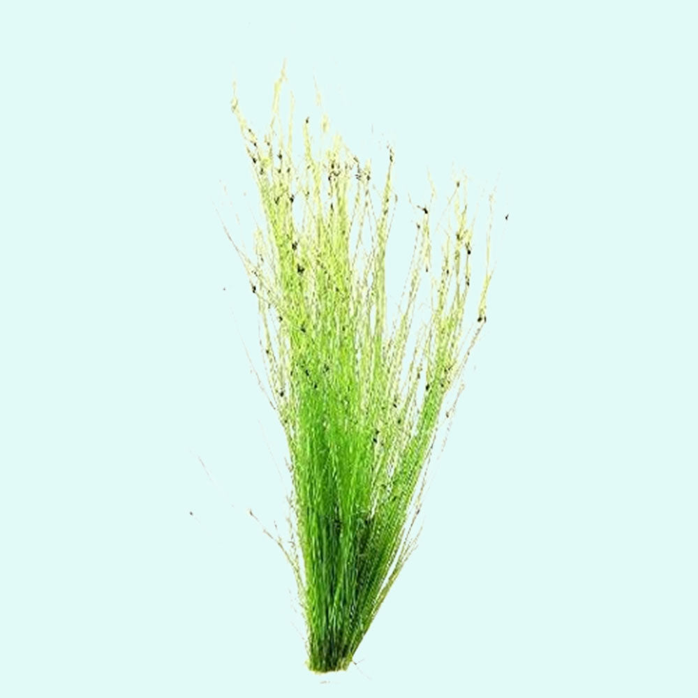 Hairgrass (Eleocharis Vivipara) - Detail Shot