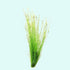 Hairgrass (Eleocharis Vivipara) - Detail Shot
