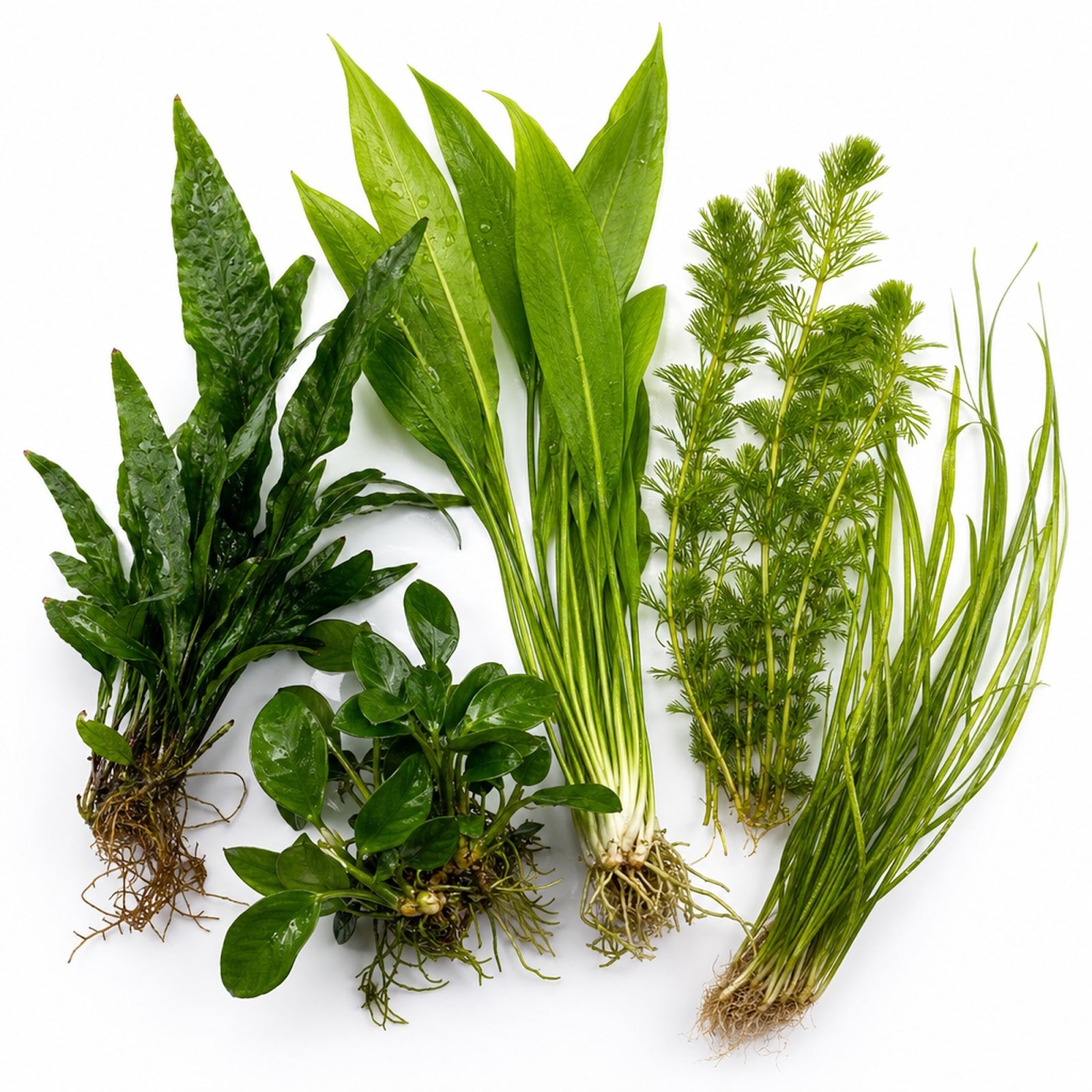 Beginner Live Aquarium Plants Bundle 3 to 75 Assorted Easy Plants for Fish Tanks - Live Aquarium Plant