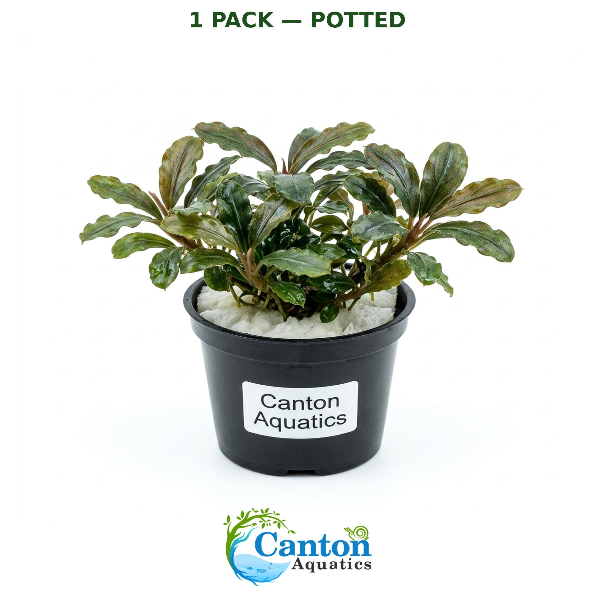 Bucephalandra Kedagang 52 - Image 15