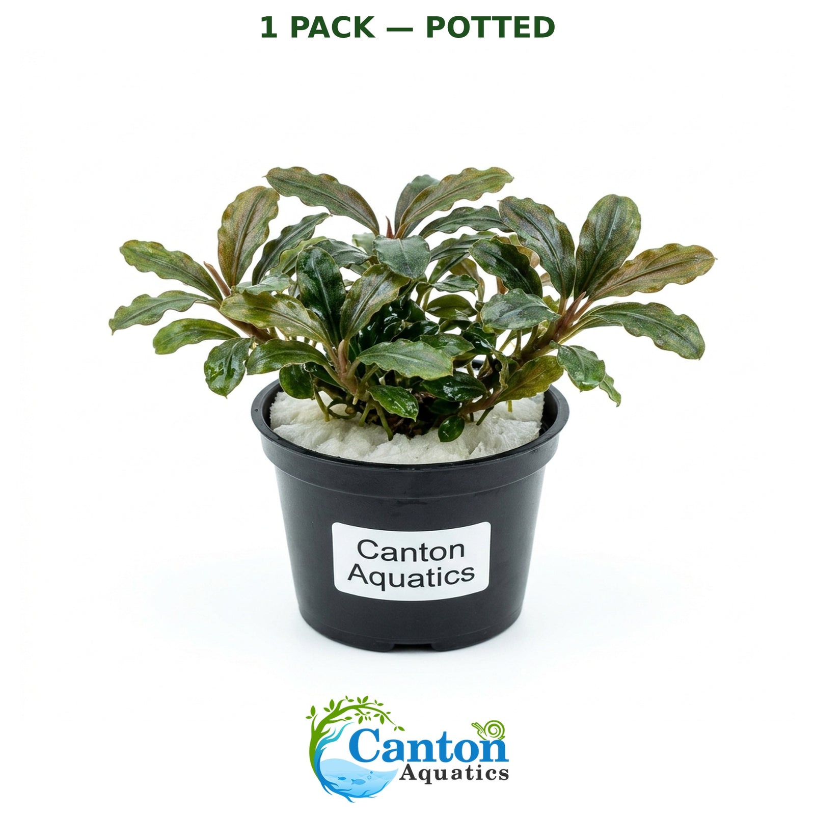 Bucephalandra Kedagang 52 - Image 15
