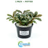 Bucephalandra Kedagang 52 - Image 15