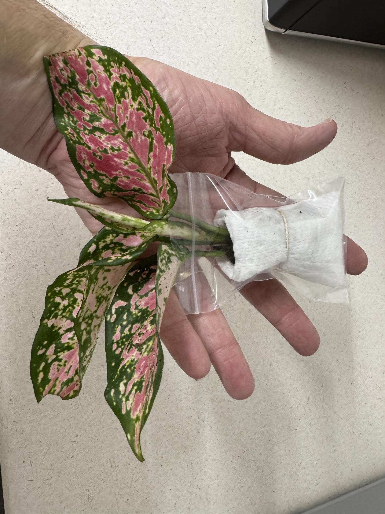 Aglaonema Queen Red Valentine