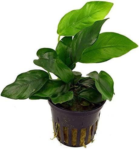 Potted Live Aquarium Plants Bundle (6 Pots) healthy growth example