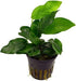 Potted Live Aquarium Plants Bundle (6 Pots) healthy growth example