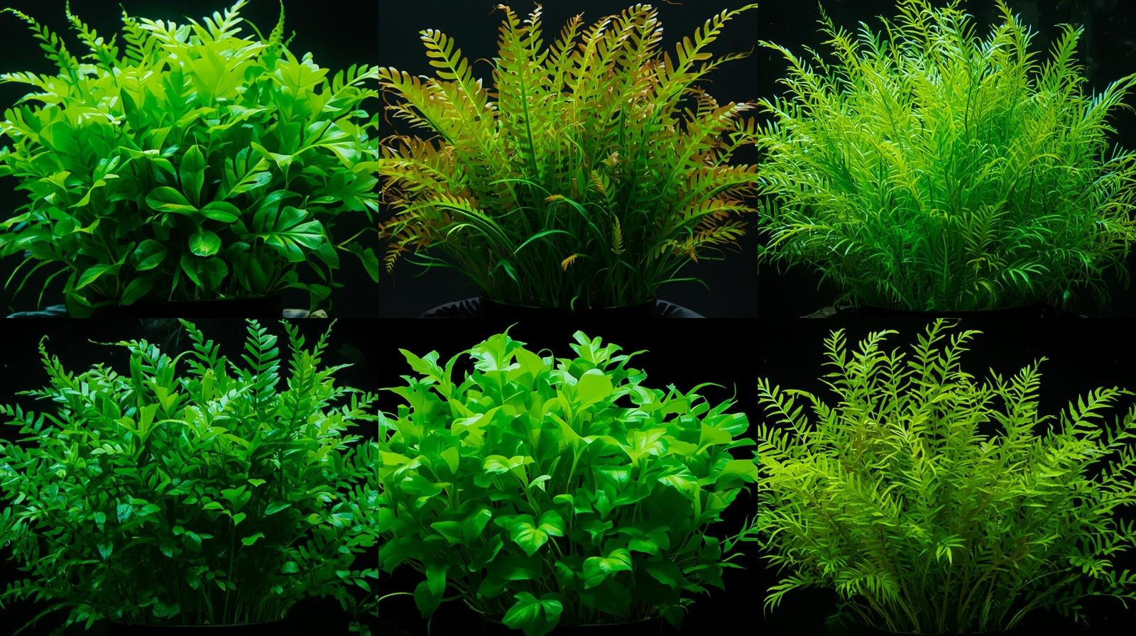 Bright Color Aquarium Plant Bundle submerged in planted aquarium