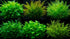 Bright Color Aquarium Plant Bundle submerged in planted aquarium