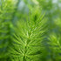 Hornwort Bunch healthy growth example