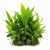 Cichlid-Friendly Live Plant Pack size and color reference