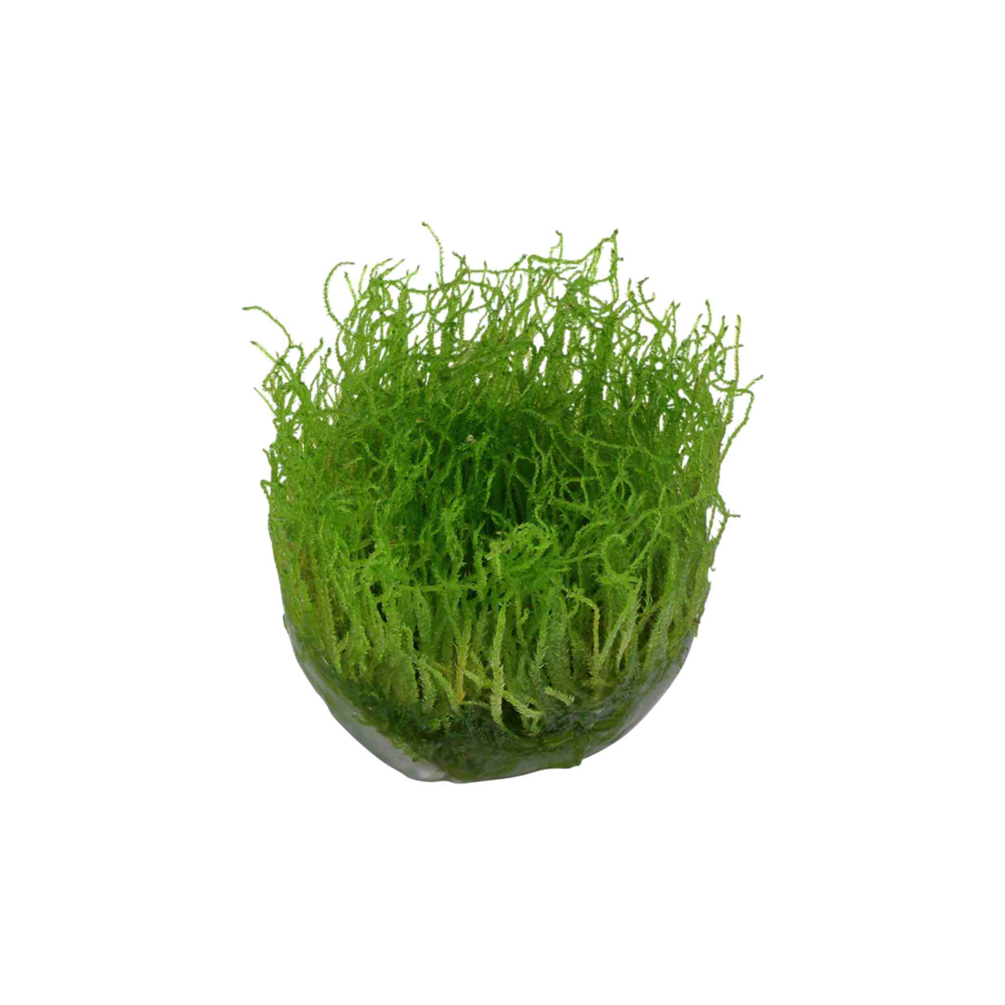 Java Moss "Taxiphyllum Barbieri" close-up detail