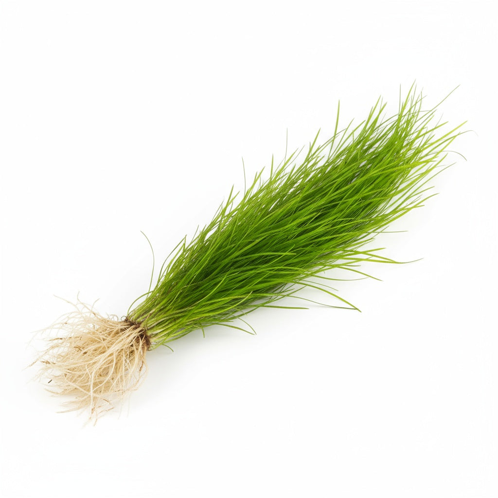 Micro Sword NarrowLeaf (Lilaeopsis Zelandiae) in freshwater aquarium