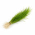 Micro Sword NarrowLeaf (Lilaeopsis Zelandiae) in freshwater aquarium