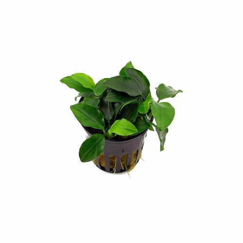 Anubias Nana Petite – Live Aquarium Plant (Potted, Buy 2 Get 1 Free)