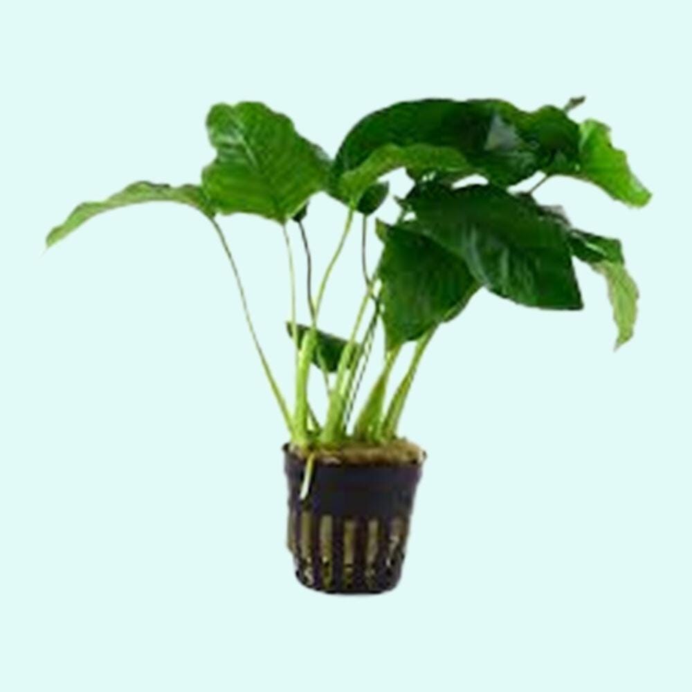 3 Anubias Aquatic Plants Bundle